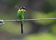 ��β������